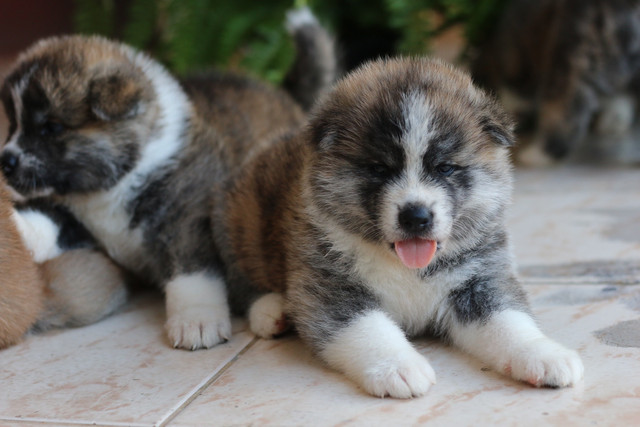 Filhotes de akita / SÓ RESTAM 2 - Foto 4