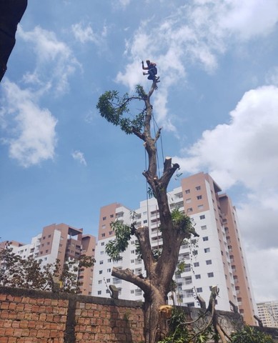 CORTE E PODA DE ARVORES  - Foto 3