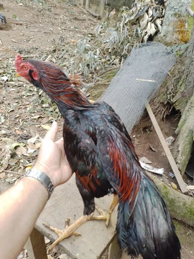 Vendo galo inglês 