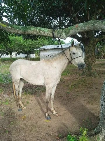 Mestiça mangalarga marcha batida linda potra para vender logo