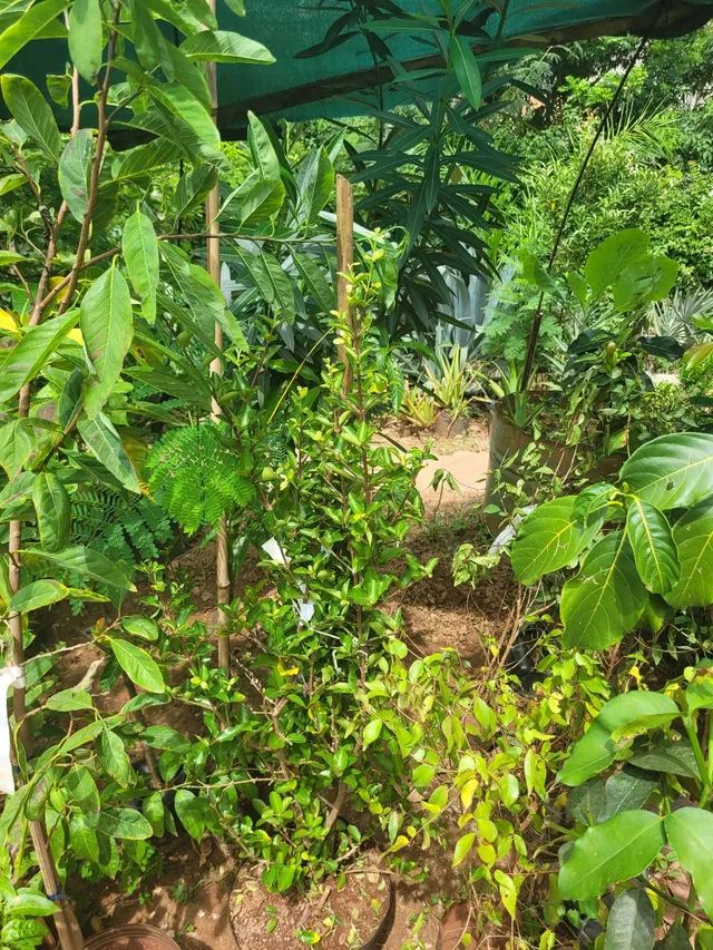 Mudas frutíferas enxertadas  - Foto 2
