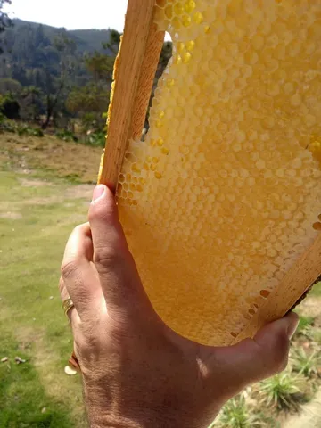 Favo de Mel Natural: 100% Puro direto do apiário. Mel.com.br