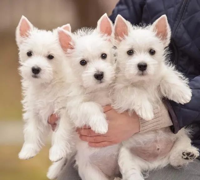 White west terrier sales olx