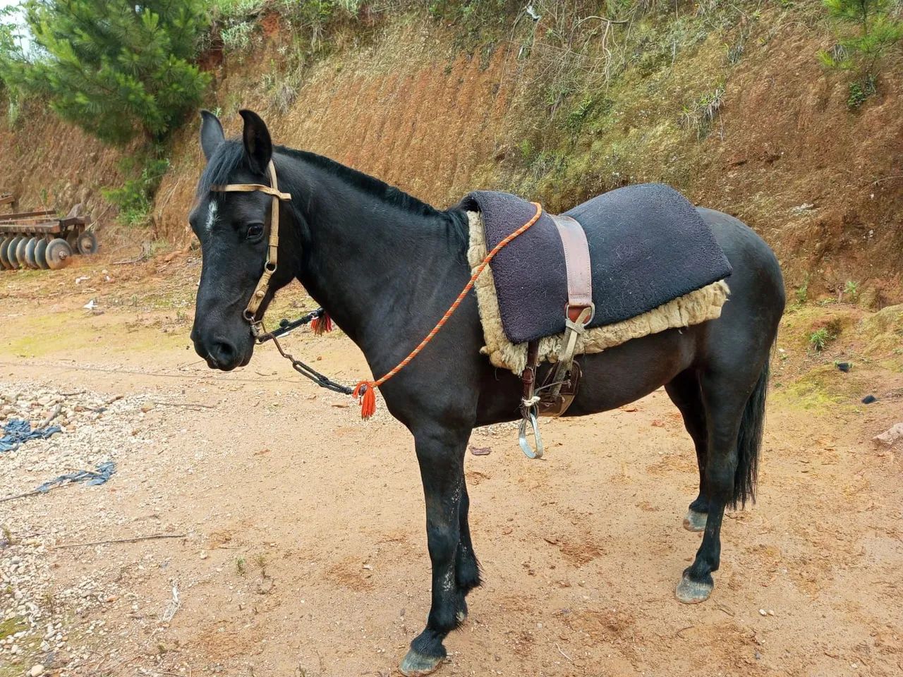 Cavalo bem manso com charrete  - Foto 2