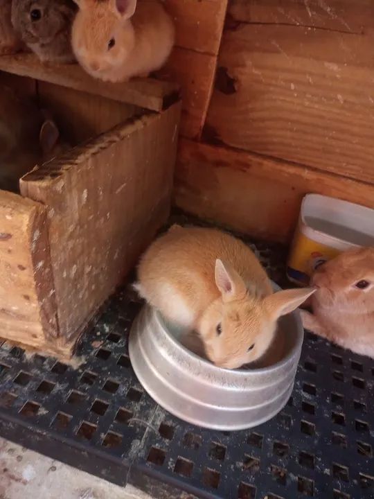 Filhotes de coelho Zona leste de São Paulo - Foto 3