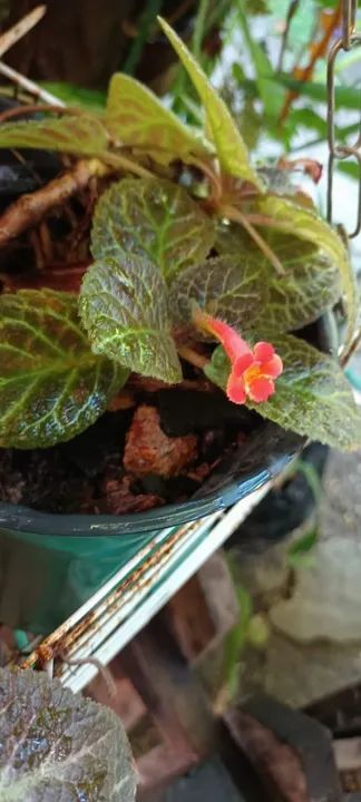 Episcias ou planta tapete  - Foto 3