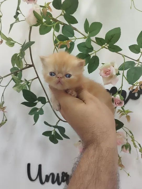 Lindos Filhotes de Persa e exótico  - Foto 2