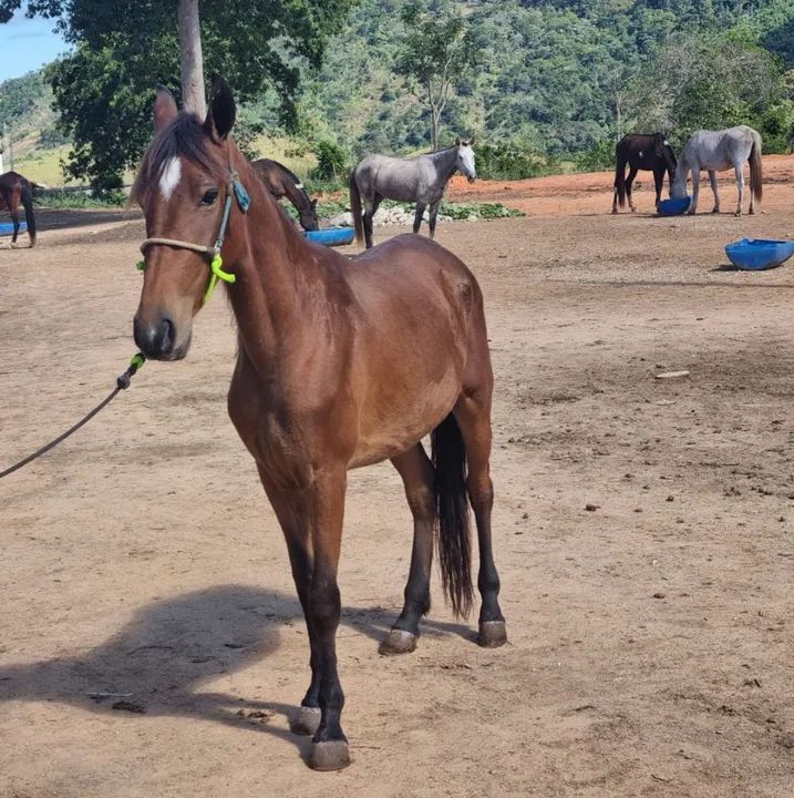 Potro Mangalarga Marchador