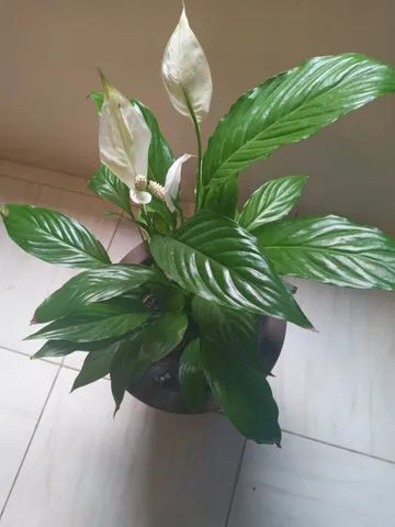 vaso decoraçao