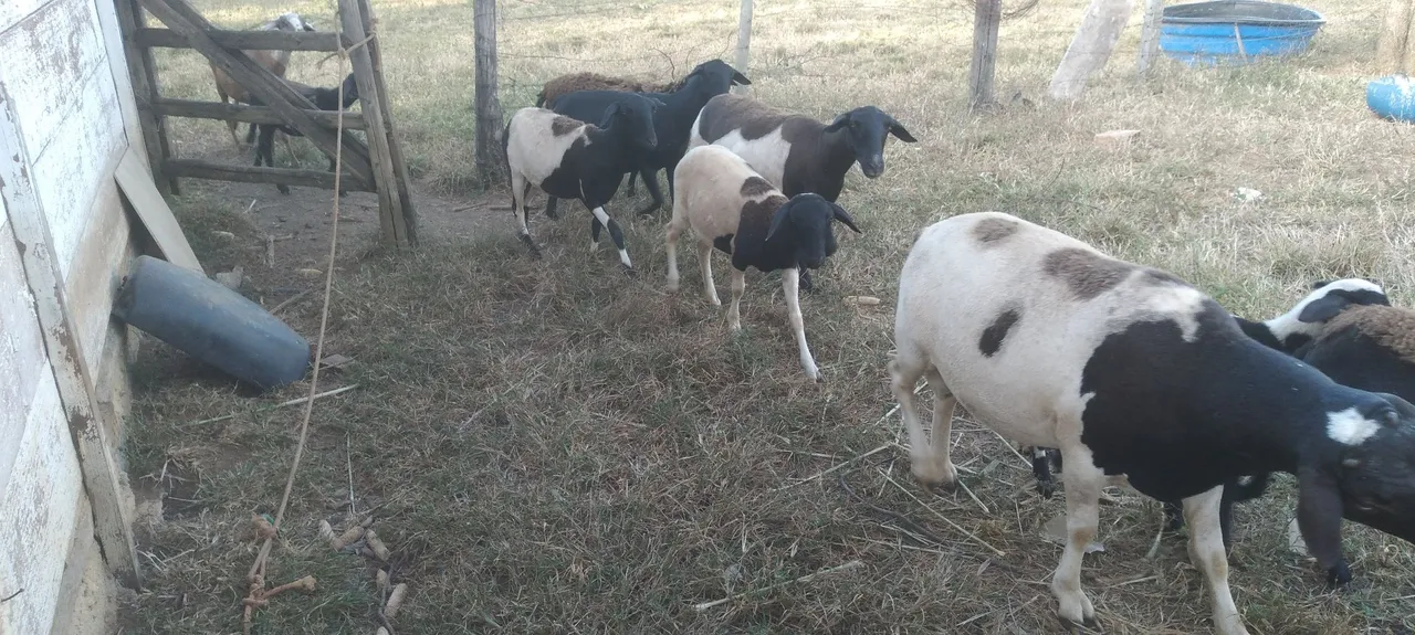 Ovelhas da raça Dorper para criação
