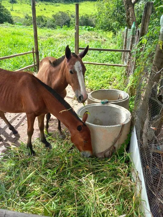 Duas eguas  - Foto 2