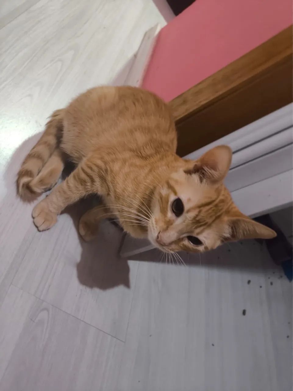 Doação de gato laranja macho e Escaminha fêmea  - Foto 3