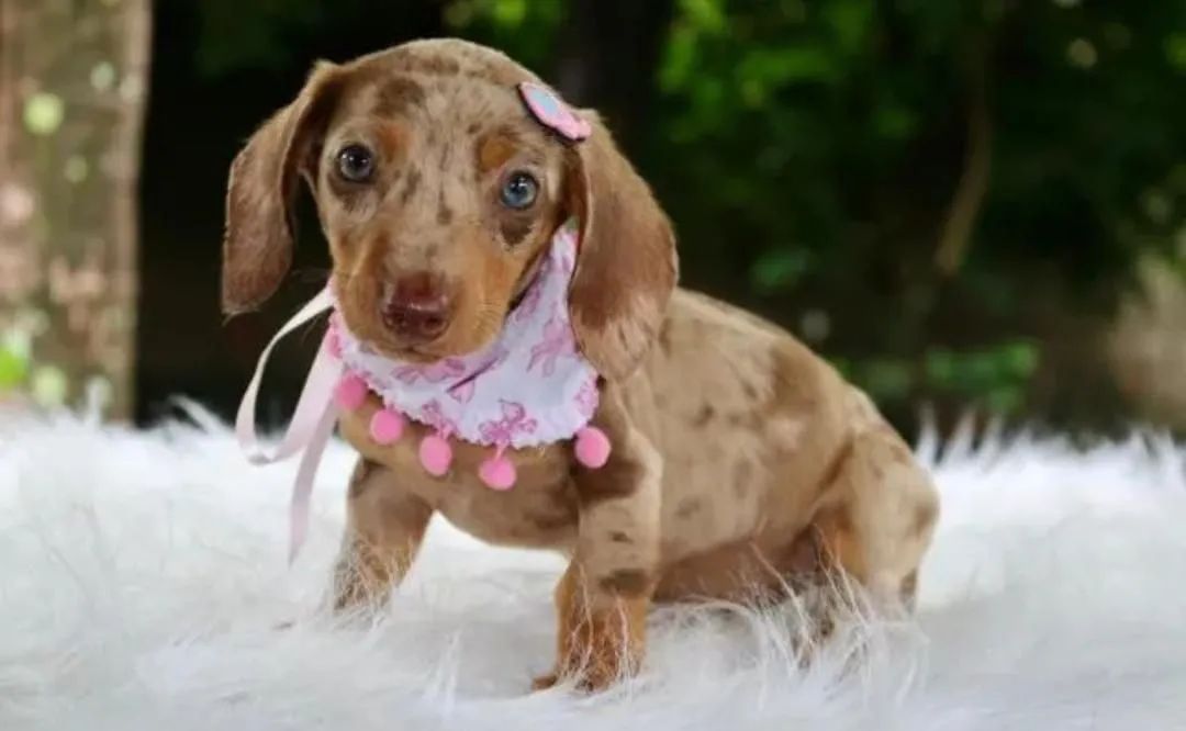 Vendo Filhotes de Dachshund / Salsicha / Cofap / Basset - Foto 5