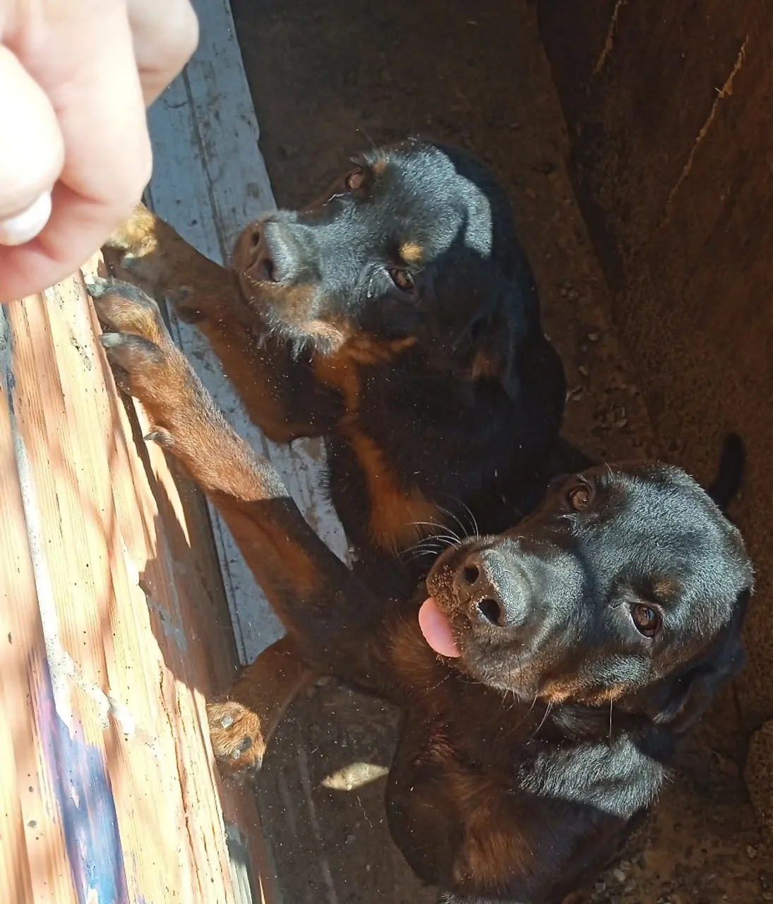 Dois filhotes de Rottweiler