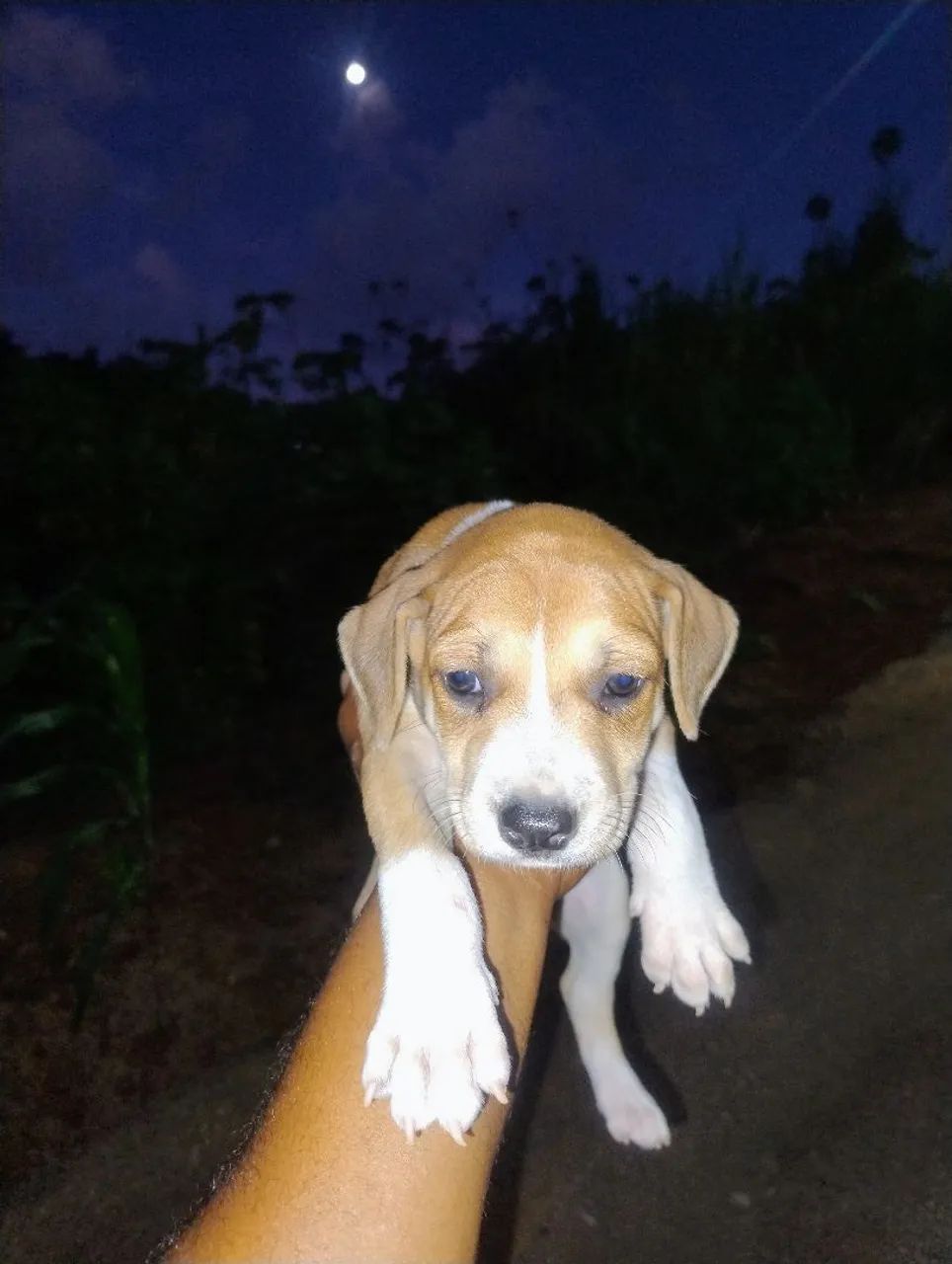 Filhote de cachorras fêmeas - Adote já! - Foto 3