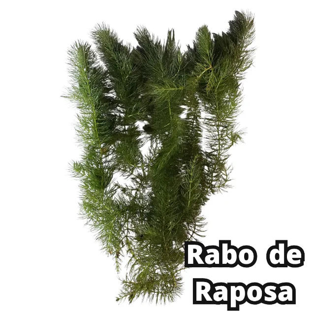 Rabo de Raposa (Ceratophyllum Aquaticum ) Linda Planta Natural Aquario Plantado