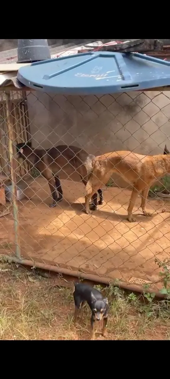 Filhotes Pastor Belga Malinois