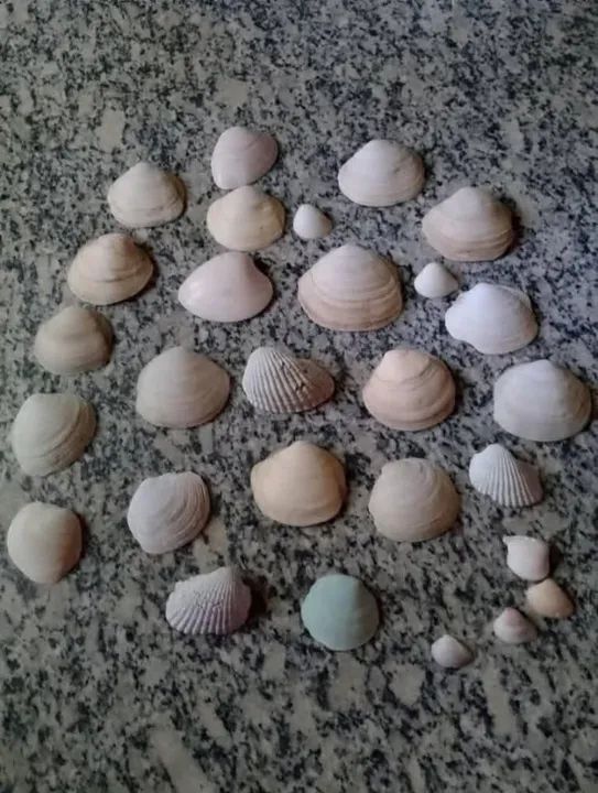 Conchas do Mar , todas da foto desse  anúncio por R$ 15,00 