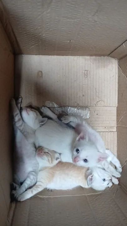Filhotinhos de gato machos para adoção 