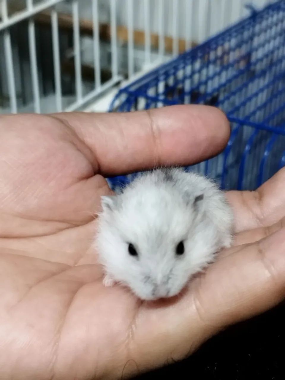 Filhote de Ramster - Foto 3