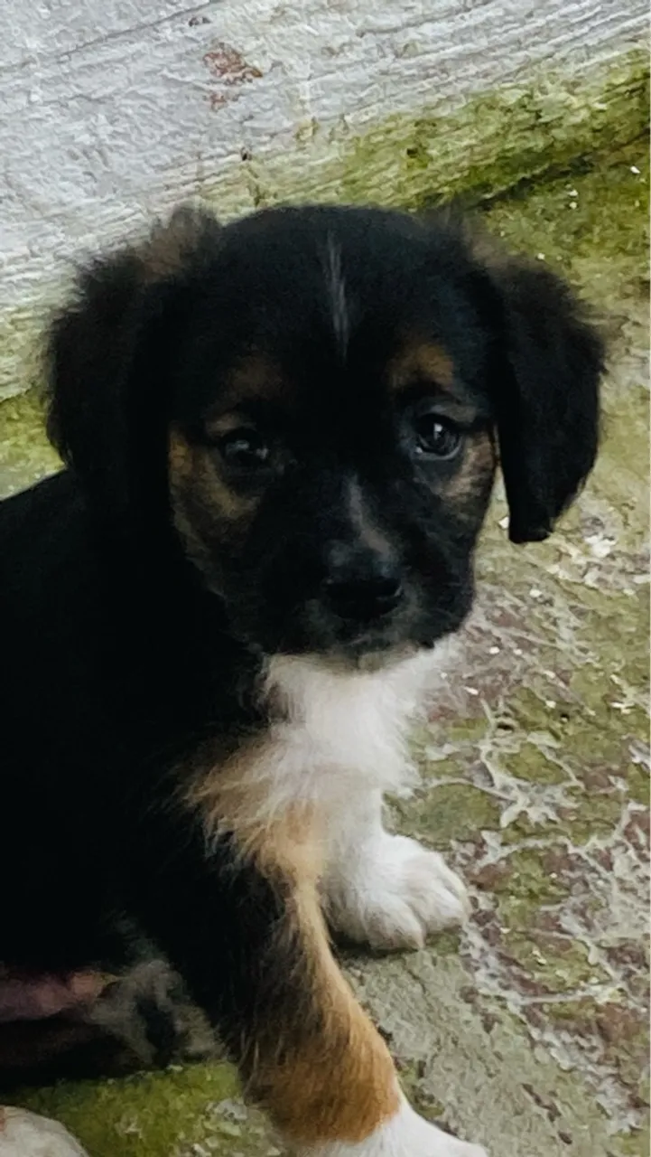 Filhote de cachorro adorável