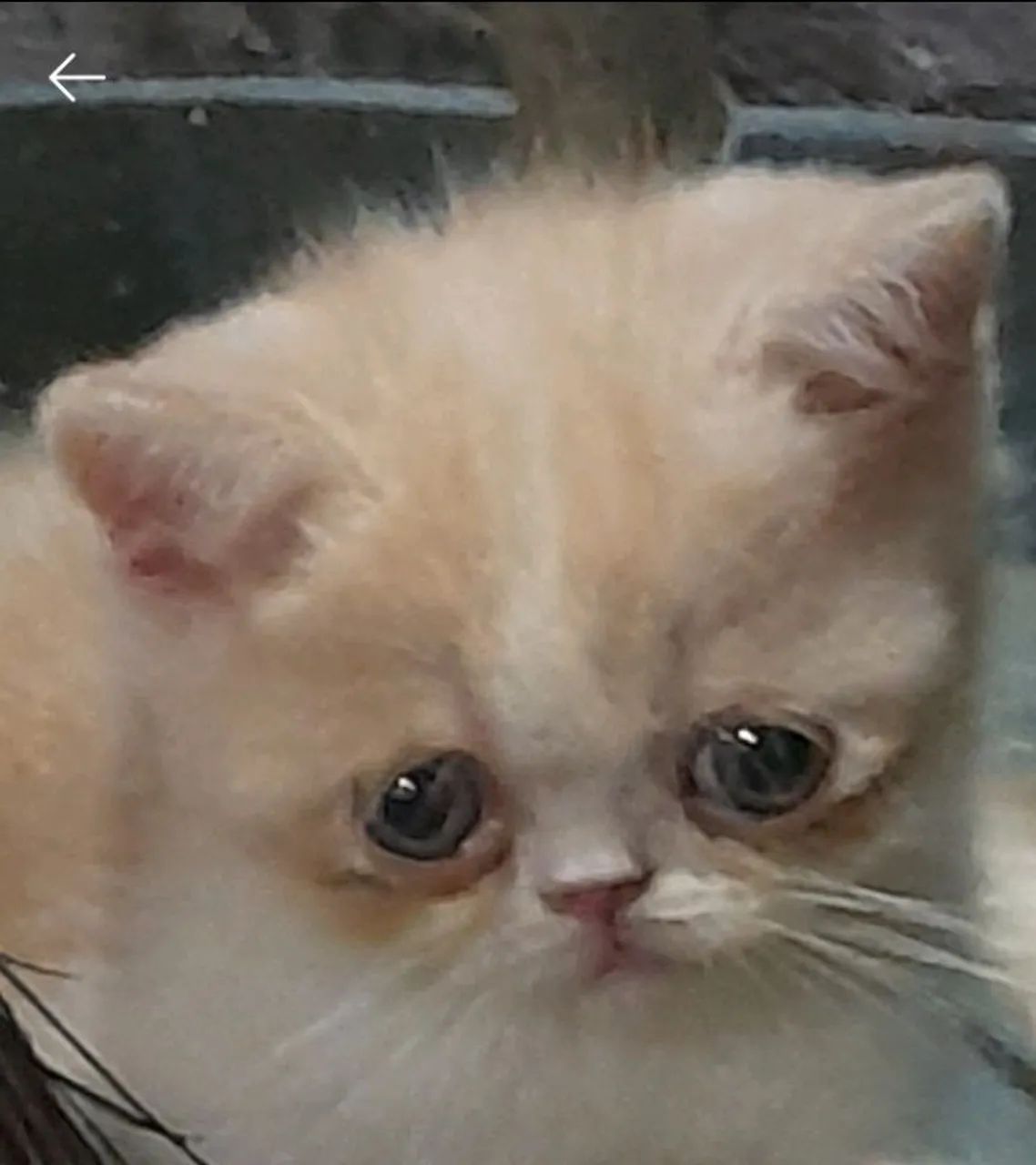 Filhote de gatinho  persa red point laranja 