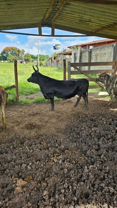 Mini vaca de exposição 