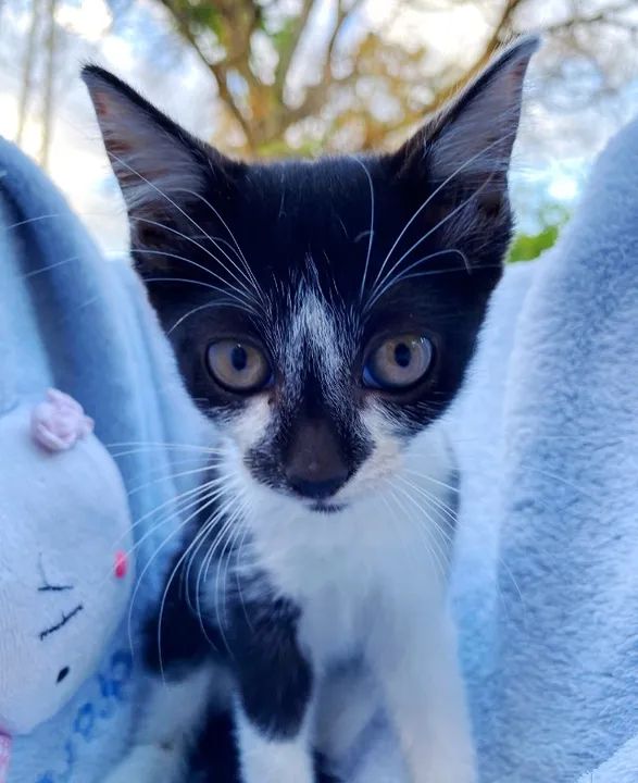 Gatinhos fofinhos para adoção - Foto 3