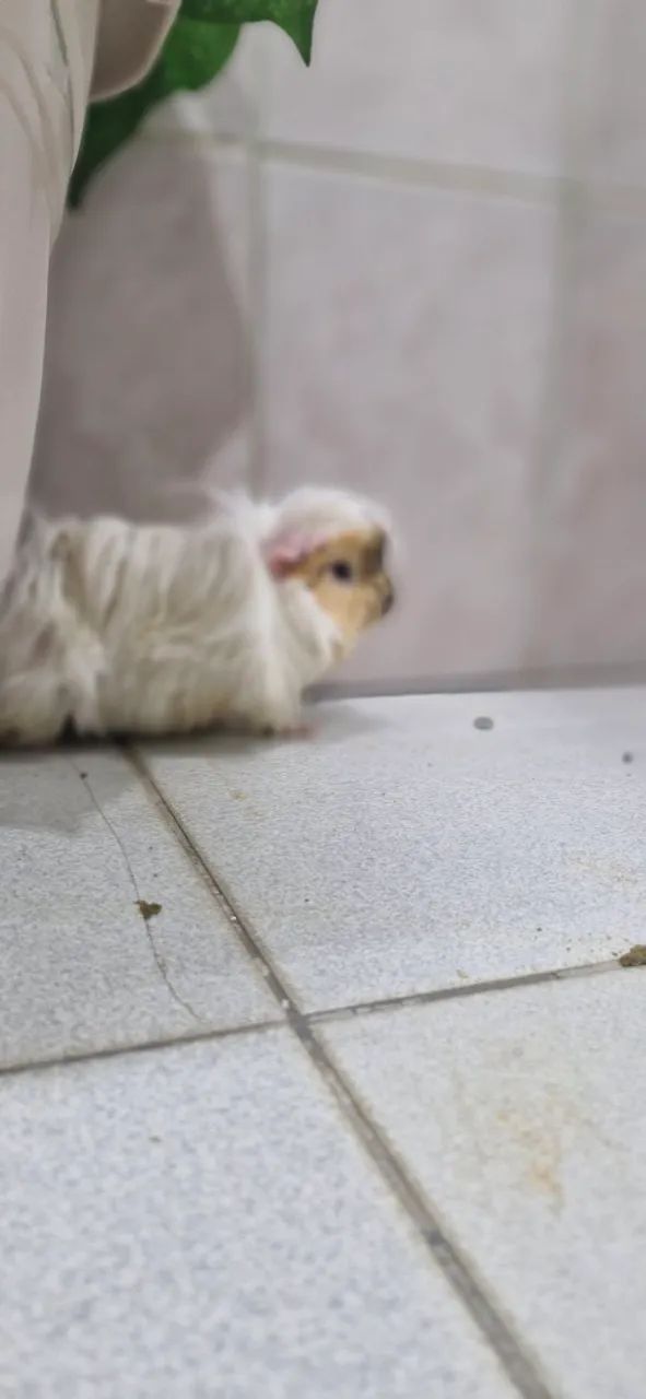 Vendo Porquinho da India Peruano  - Foto 4