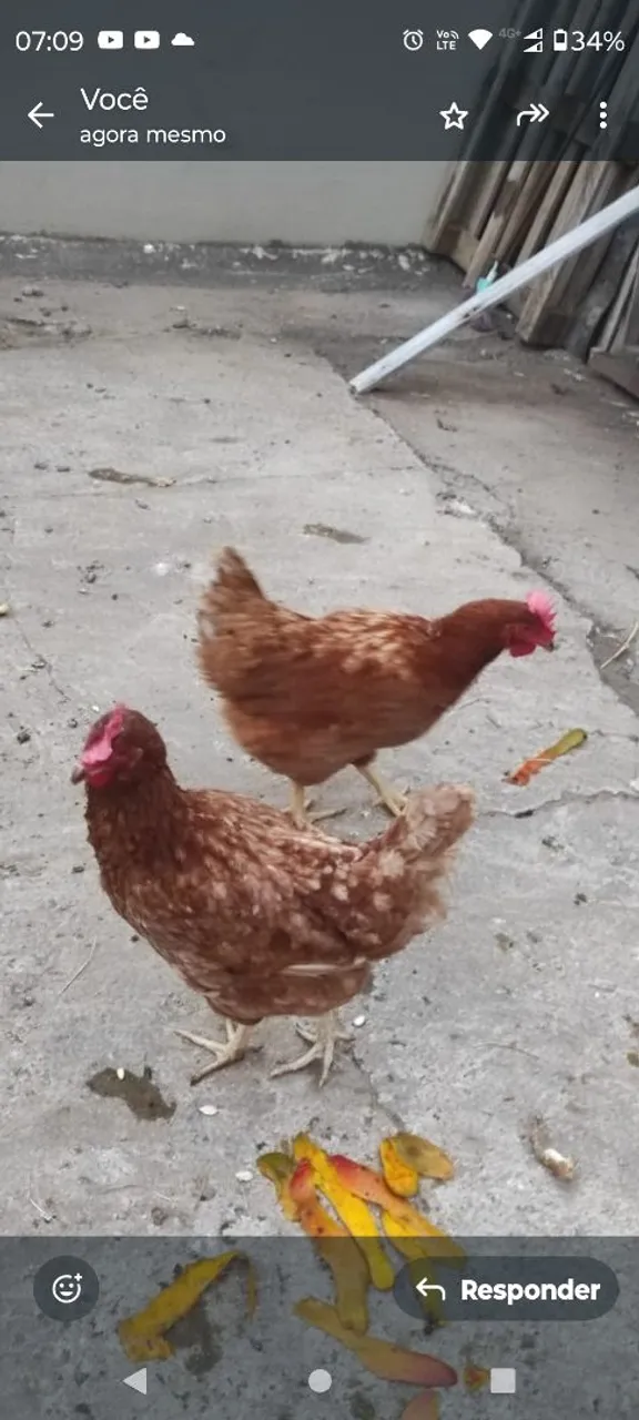 Galinhas