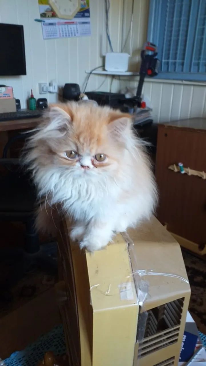 Filhote de Gato persa Fêmea - Foto 2