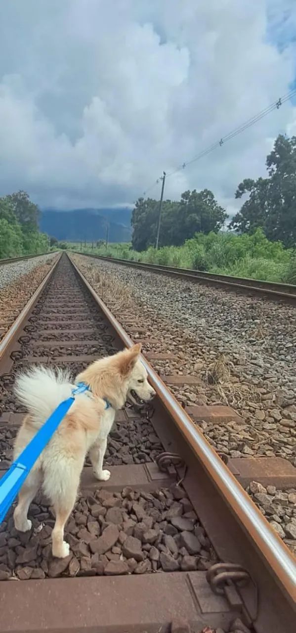 Cachorro de porte médio para adoção - Foto 2