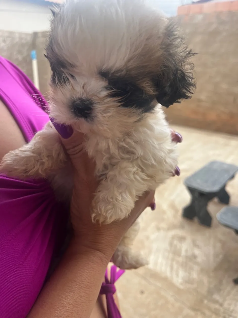 Filhote Ihasa apso: Fofura e Companhia!