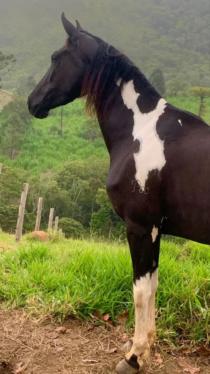 Vende se égua mangalarga 