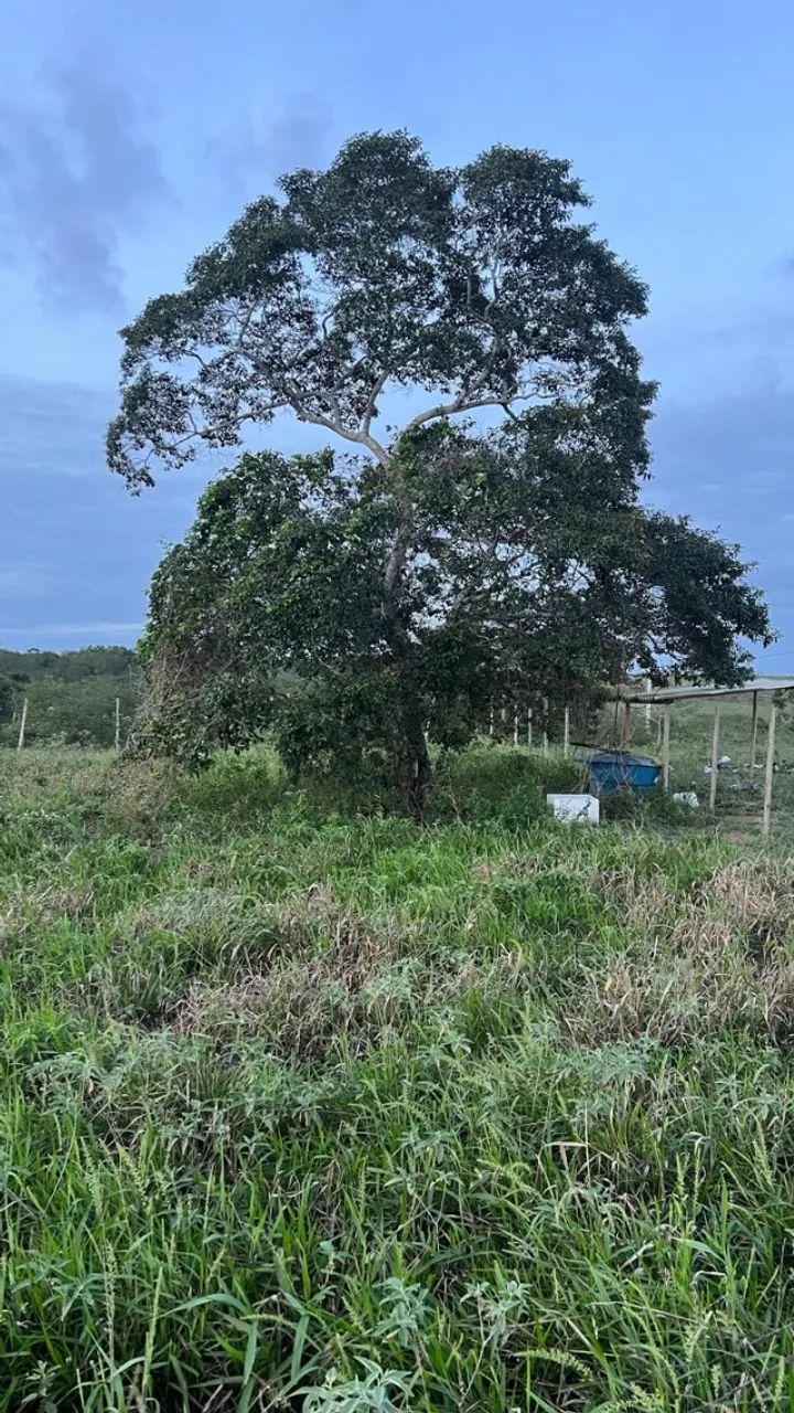 Lote 800 m2 em Retiro de Coração de Maria - Foto 4