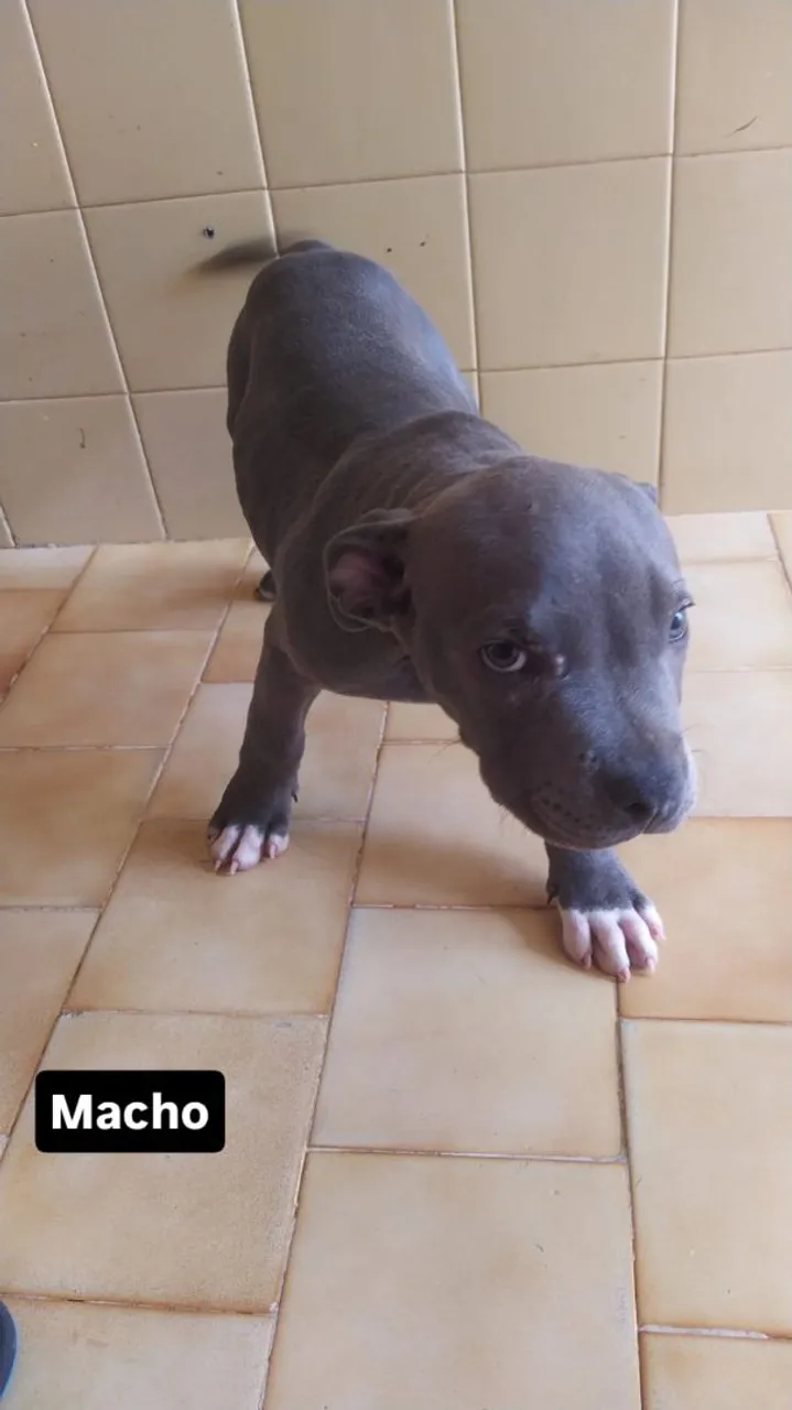 Filhotes de American Bully Standart