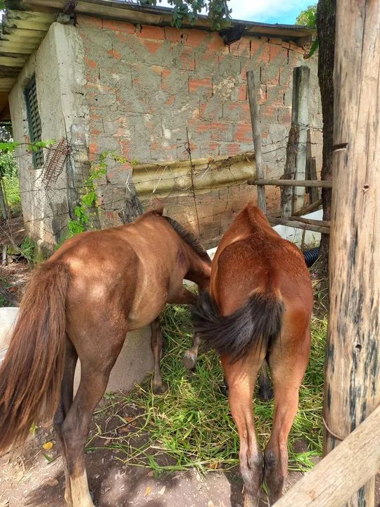 Duas eguas  - Foto 4