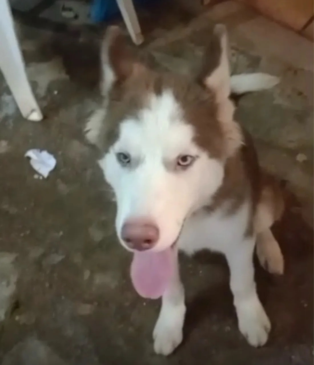 Husky Siberiano filhote para adoção