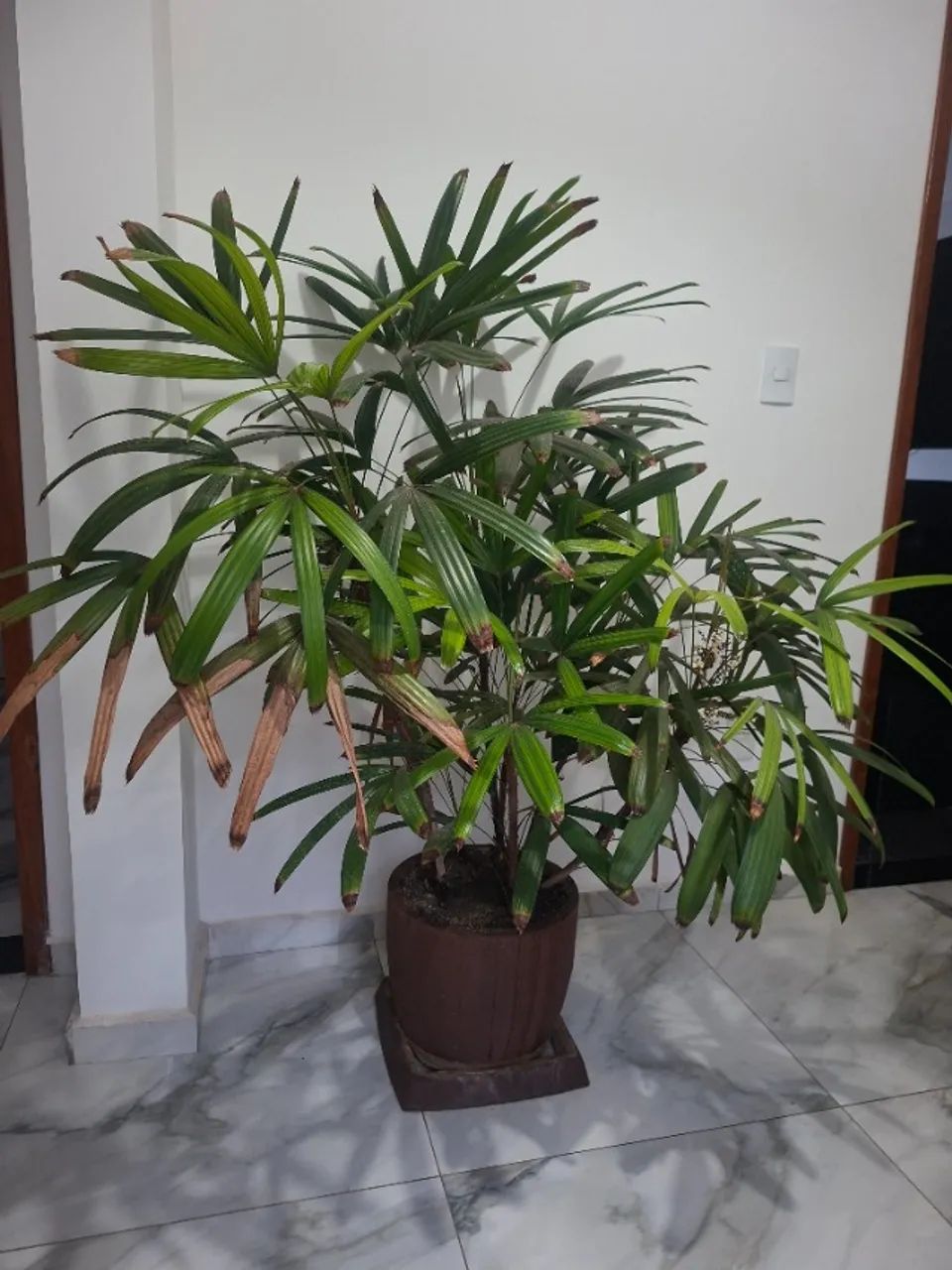 Vaso Grande Planta Ráfia, 8 mudas no Vaso, + que 1,60 de Altura - Foto 4