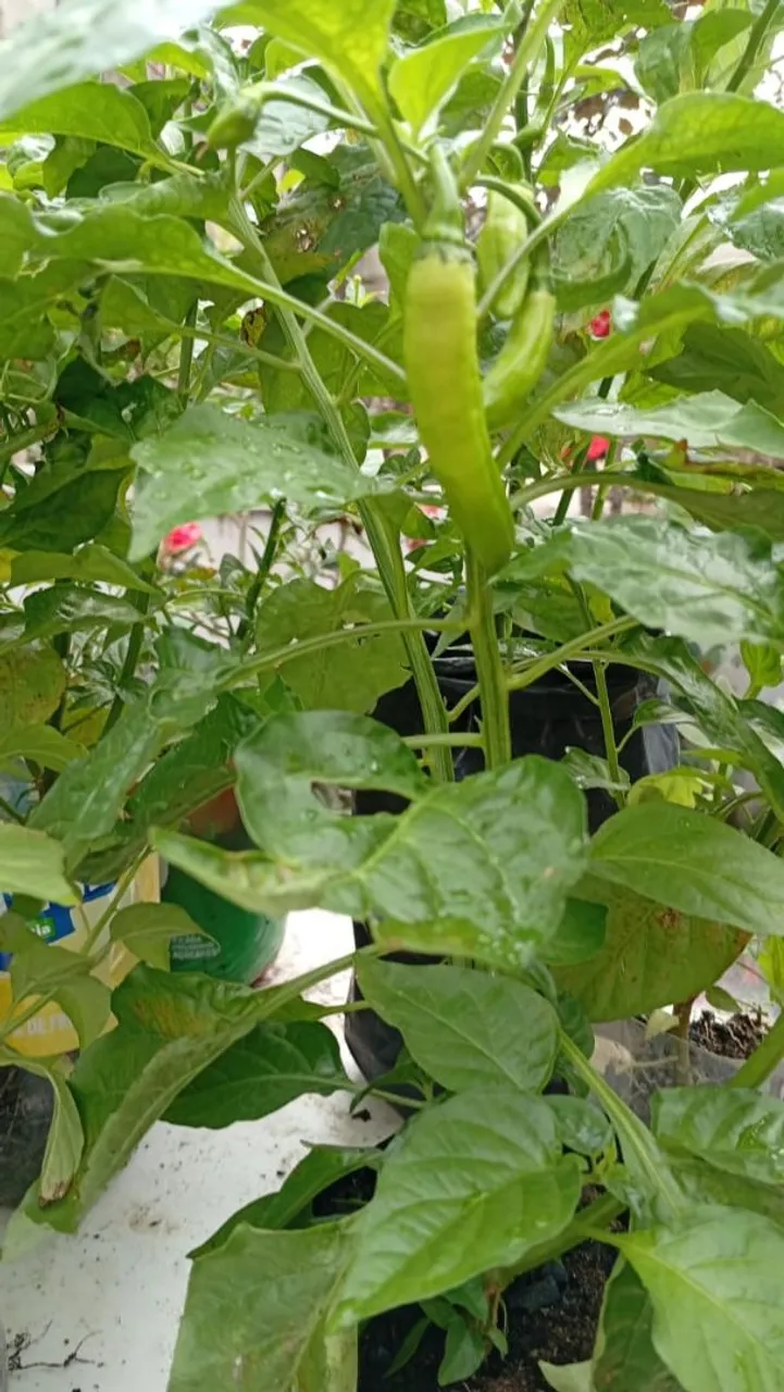 Pimenta biquinho e vários outras