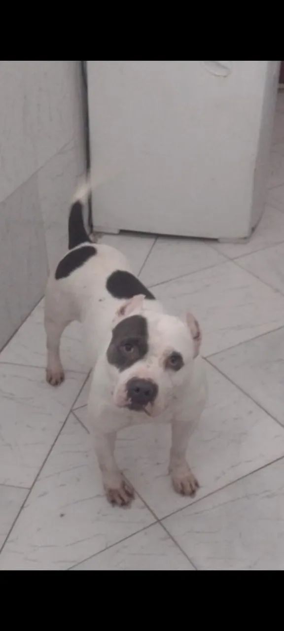 American Bully pocket  - Foto 2