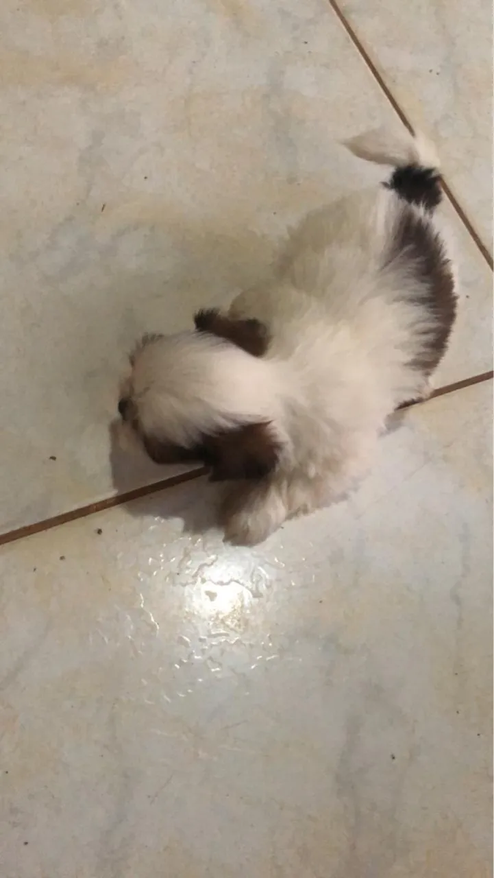 Filhote Shih Tzu todos (Macho).