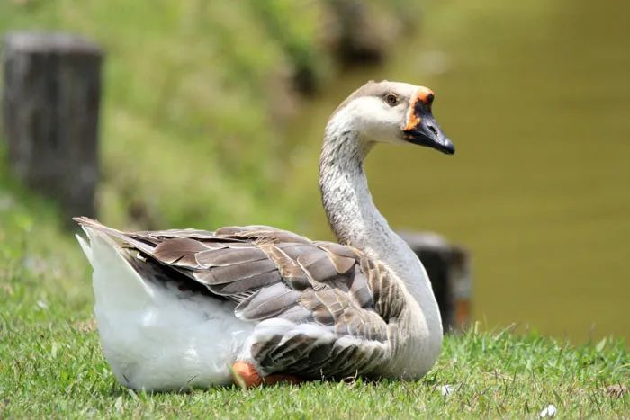 Ovos de Ganso Africano e Chinês 