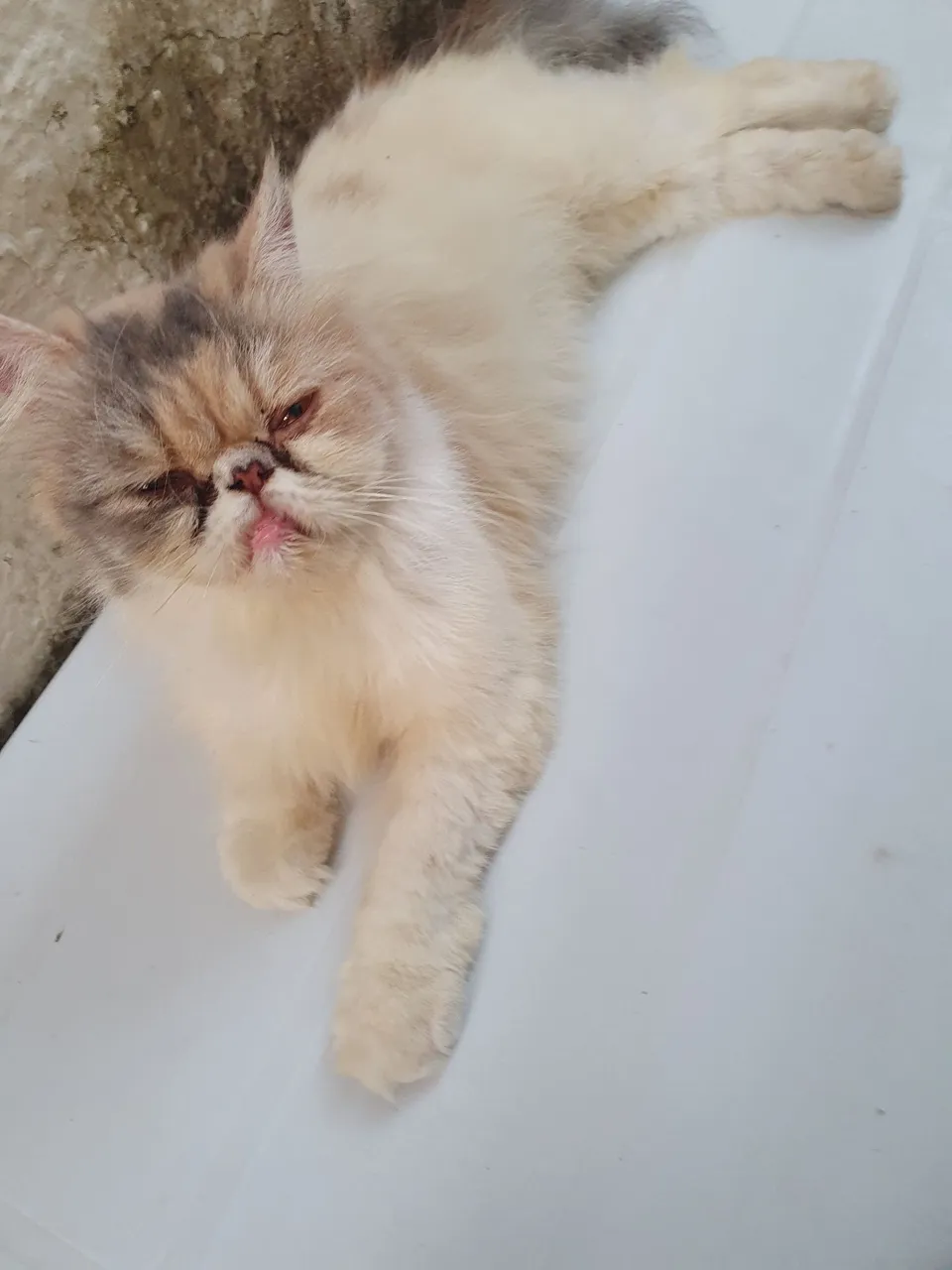 Gatinha Persa  adultas com.pedigree