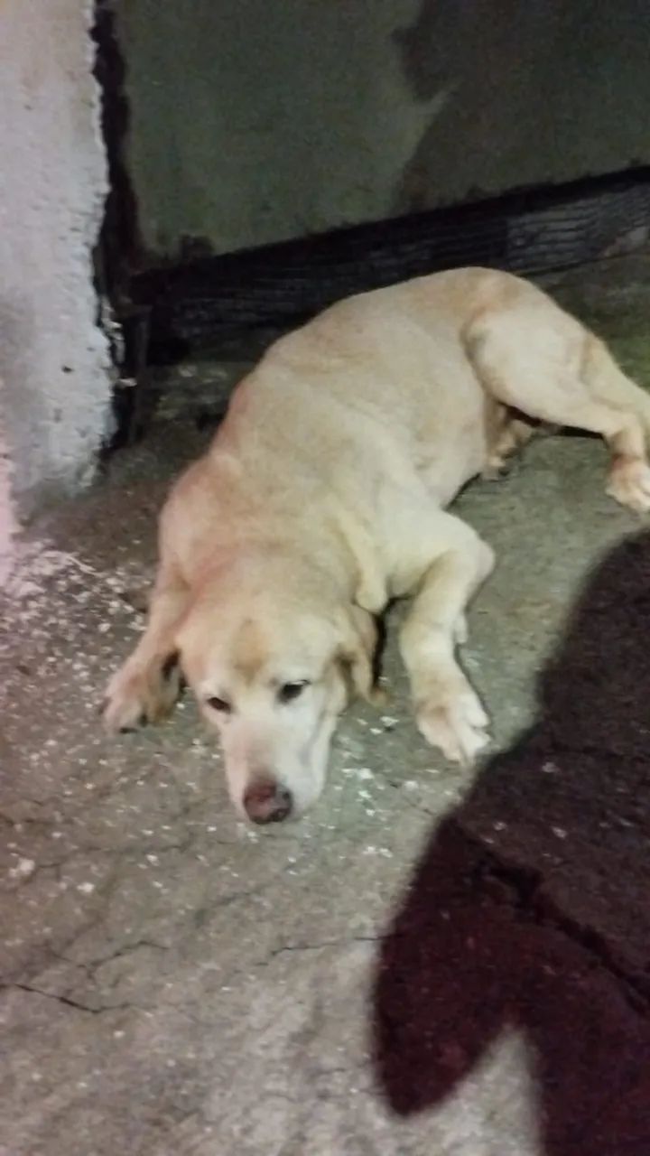 Doa se cachorro labrador macho 