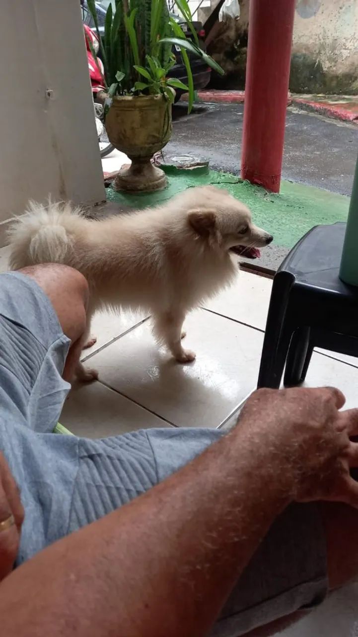 Doação espitz alemão porte grande - Foto 4