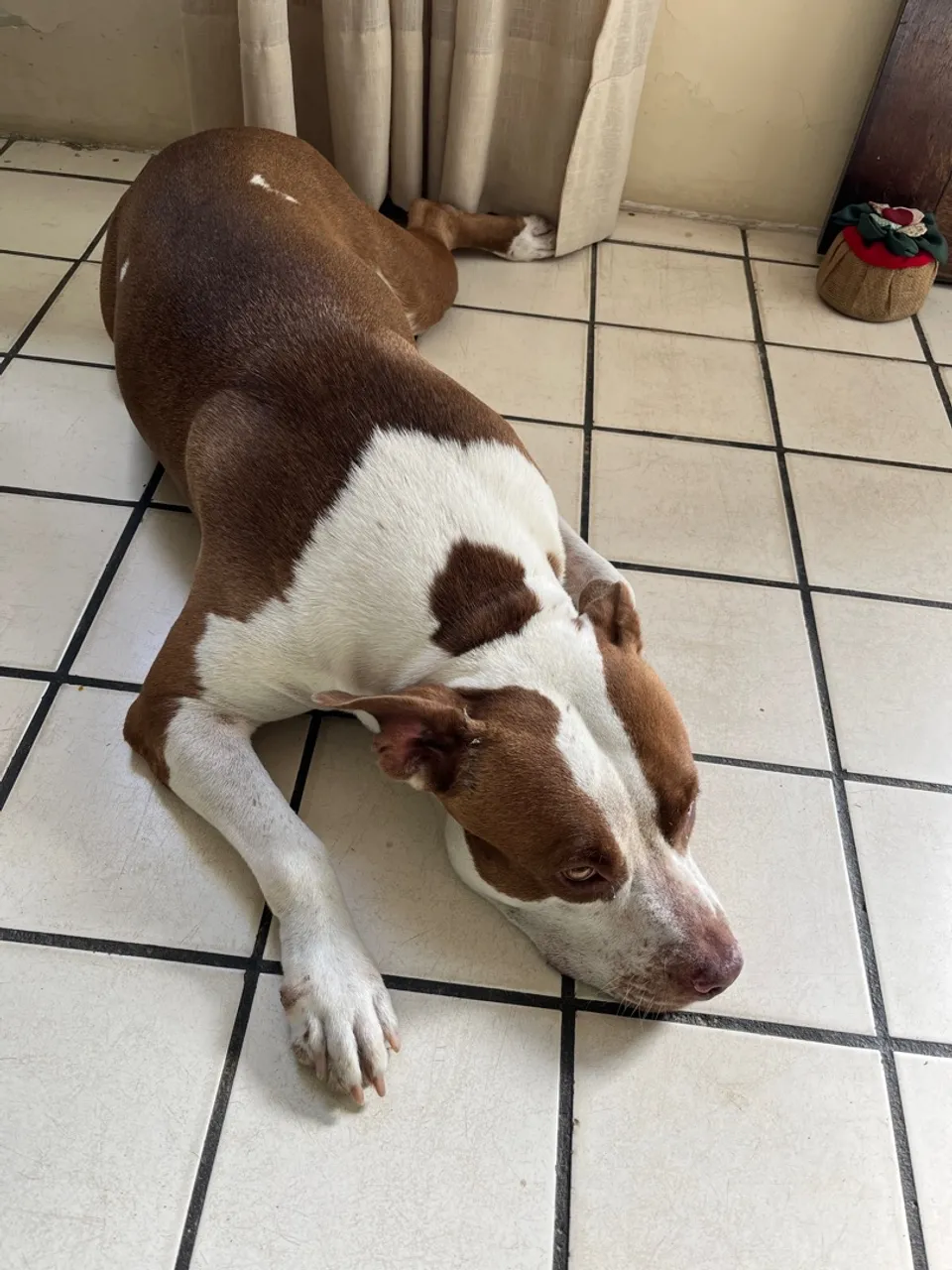 Pitbull fémea, 4 anos de idade,adorável e muito dócil para adoção