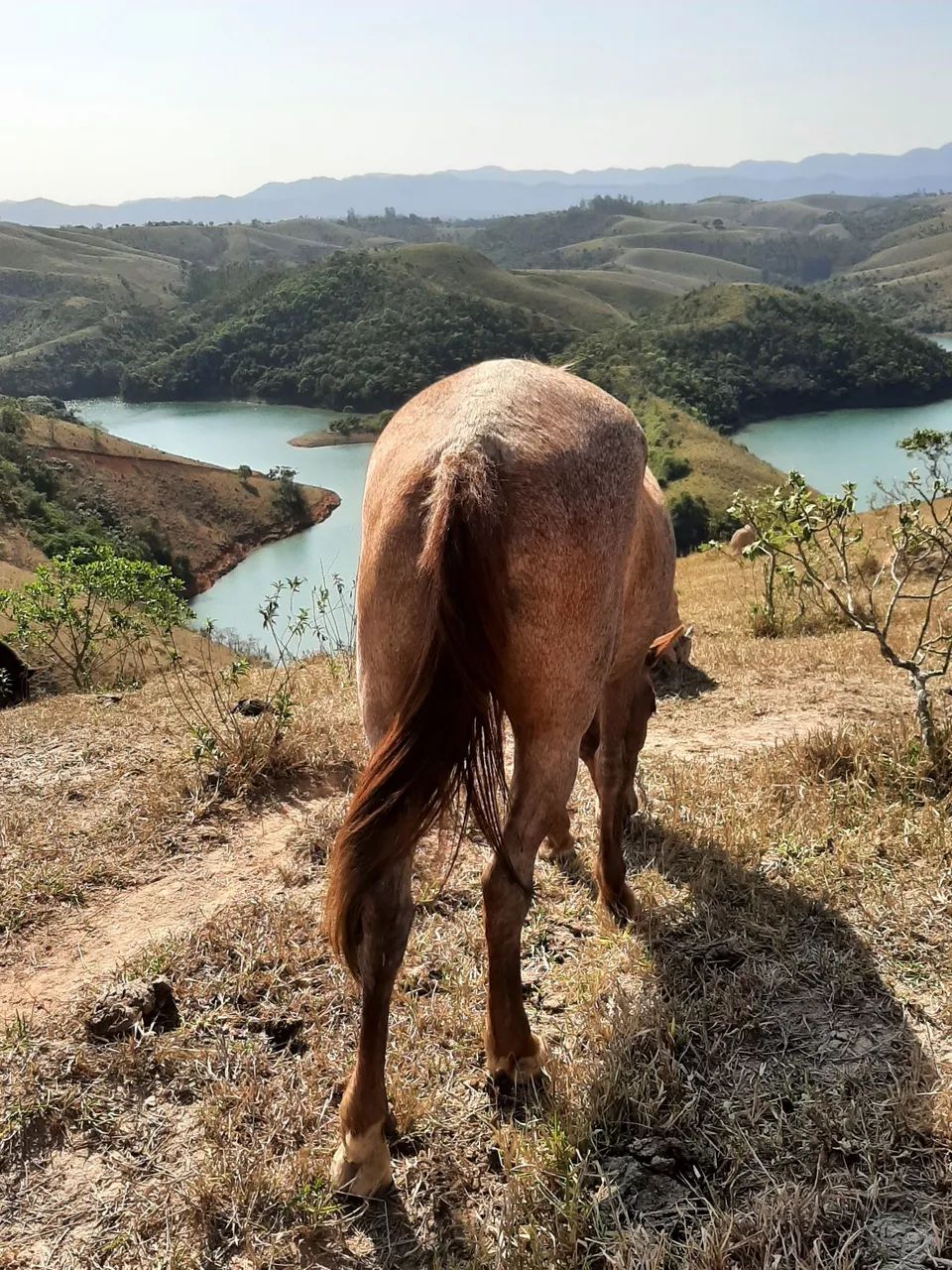 Égua ruzilha pra vender  - Foto 2