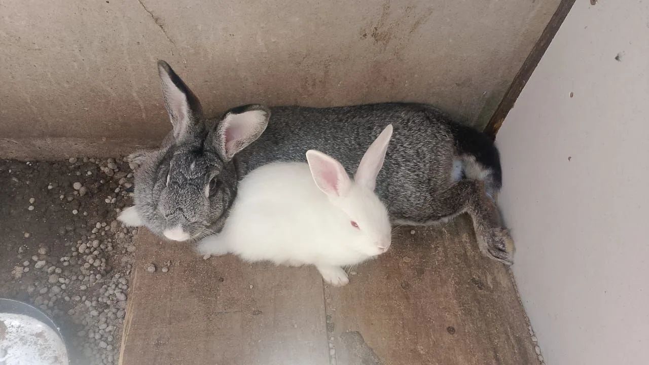 Filhotes de coelhos Gigante64750427719555121