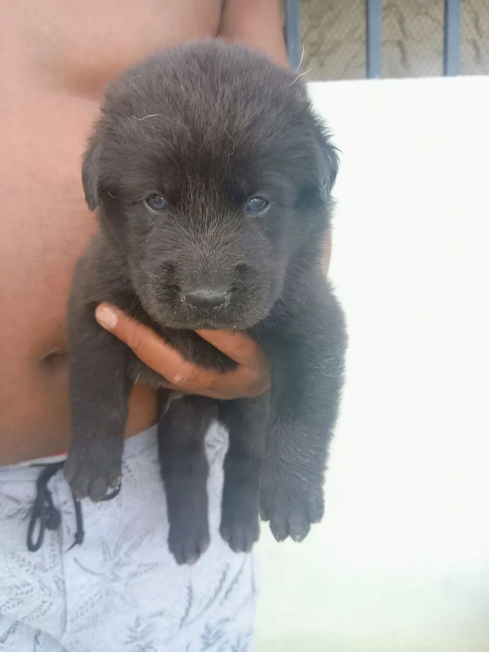 Filhote de cachorro Golden com Husky - Foto 3